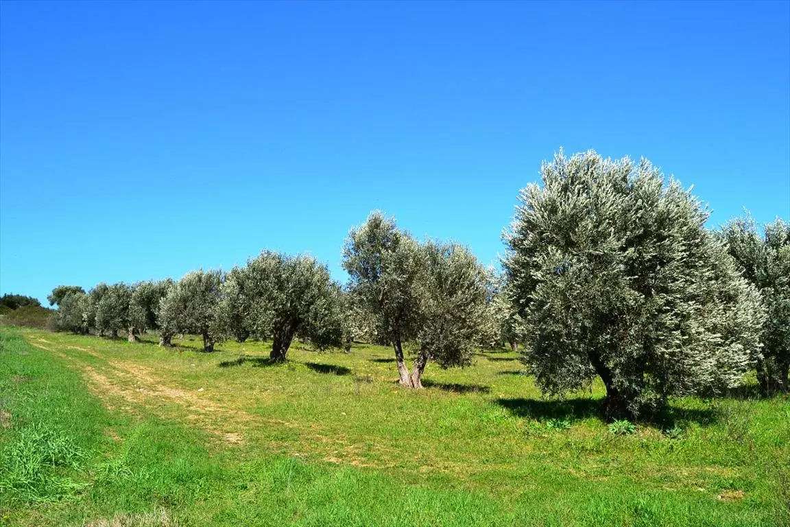 For Sale Land 10800 M² In Kassandra, Chalkidiki