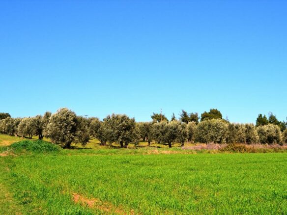 Land In Kassandra, Greece