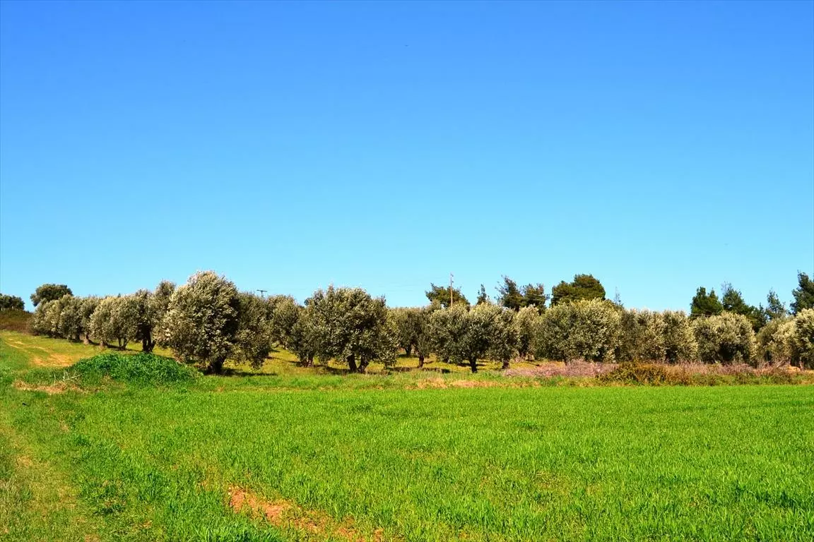 For Sale Land 10800 M² In Kassandra, Chalkidiki