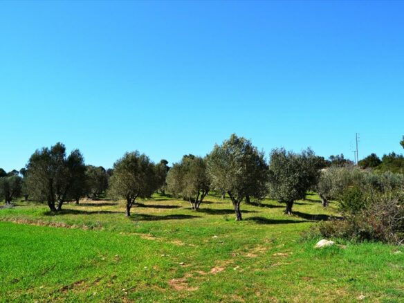 Land In Kassandra, Greece