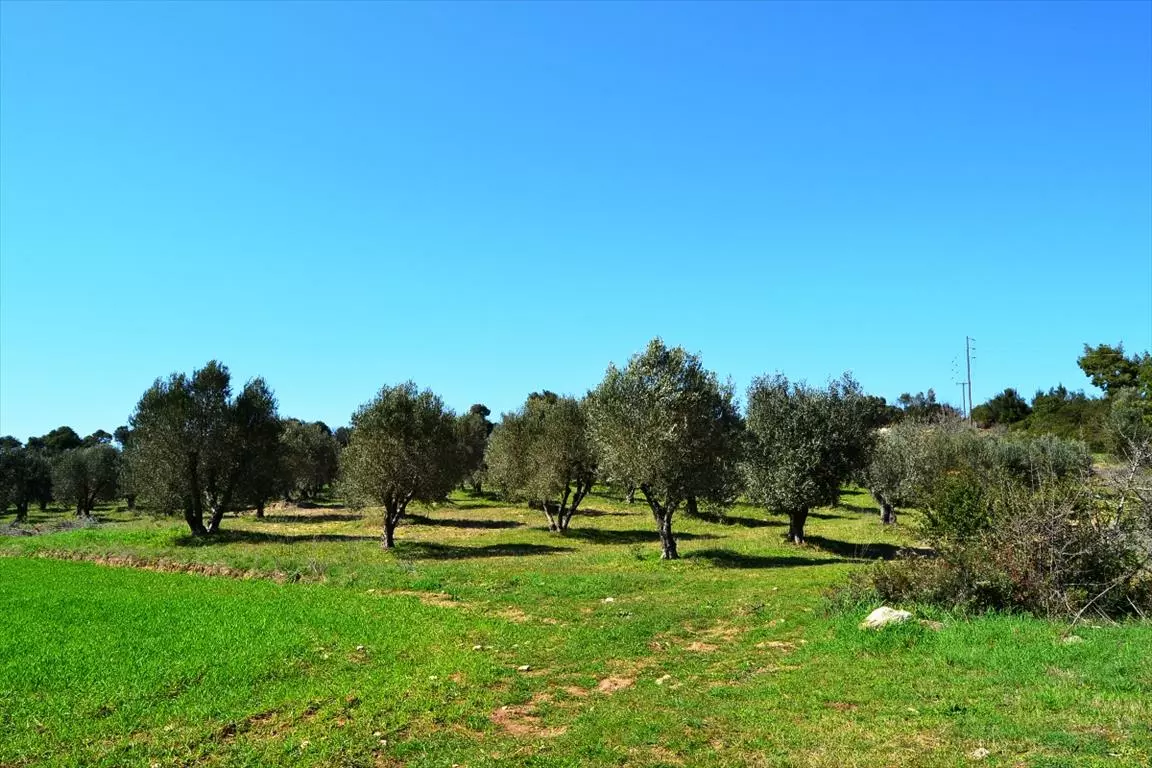 For Sale Land 10800 M² In Kassandra, Chalkidiki