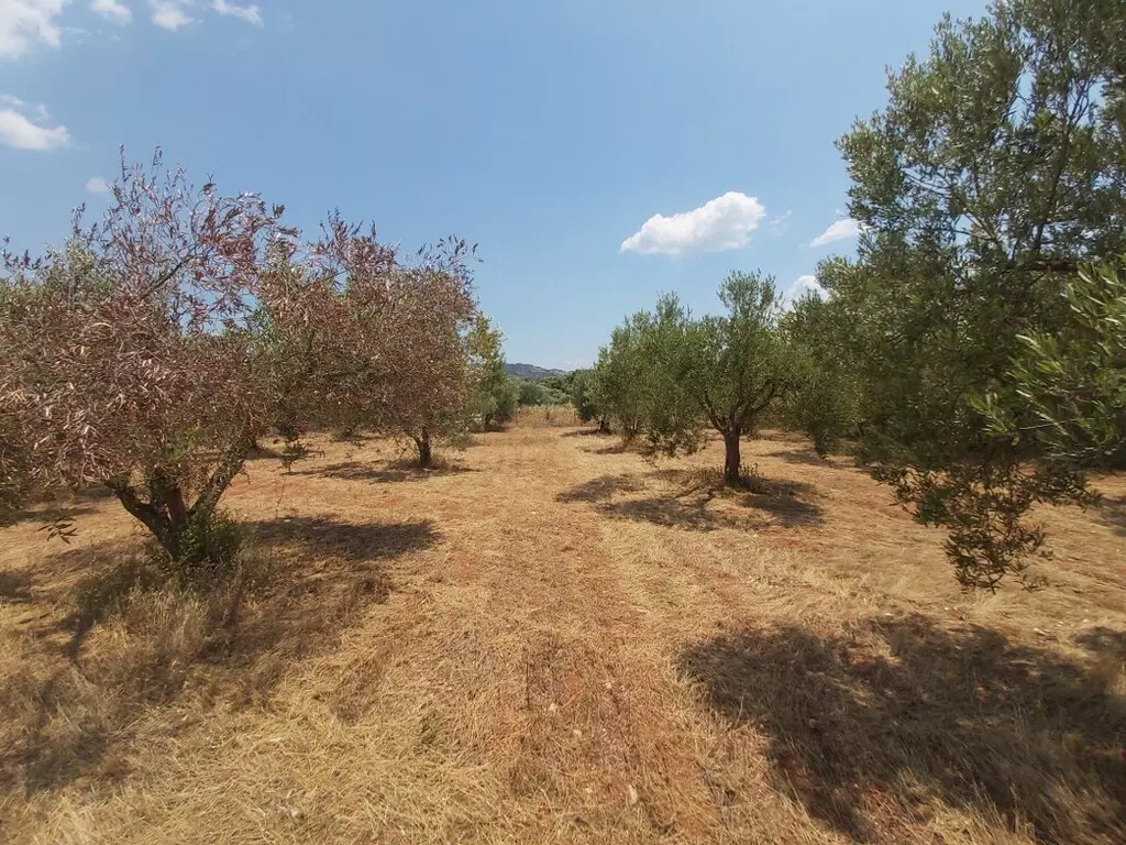 For Sale Land 8300 M² In Sithonia, Chalkidiki