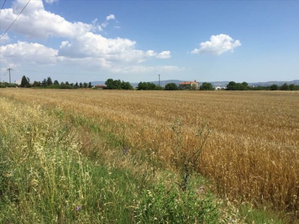 Land In Thermi, Greece