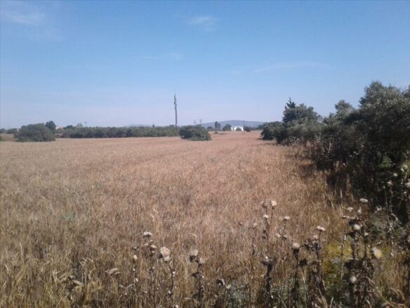 Land In Pylea, Greece