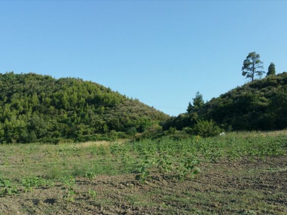 Land In Kassandra, Greece (14.625 M²)