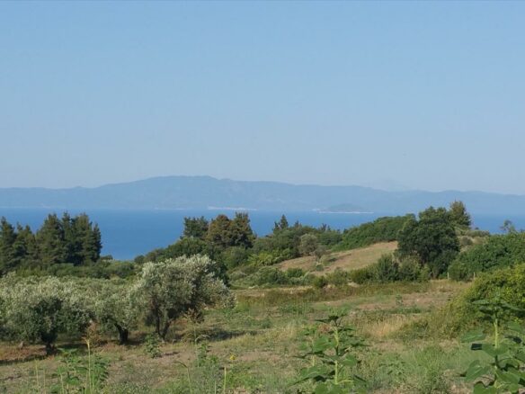 Land In Kassandra, Greece (14.625 M²)