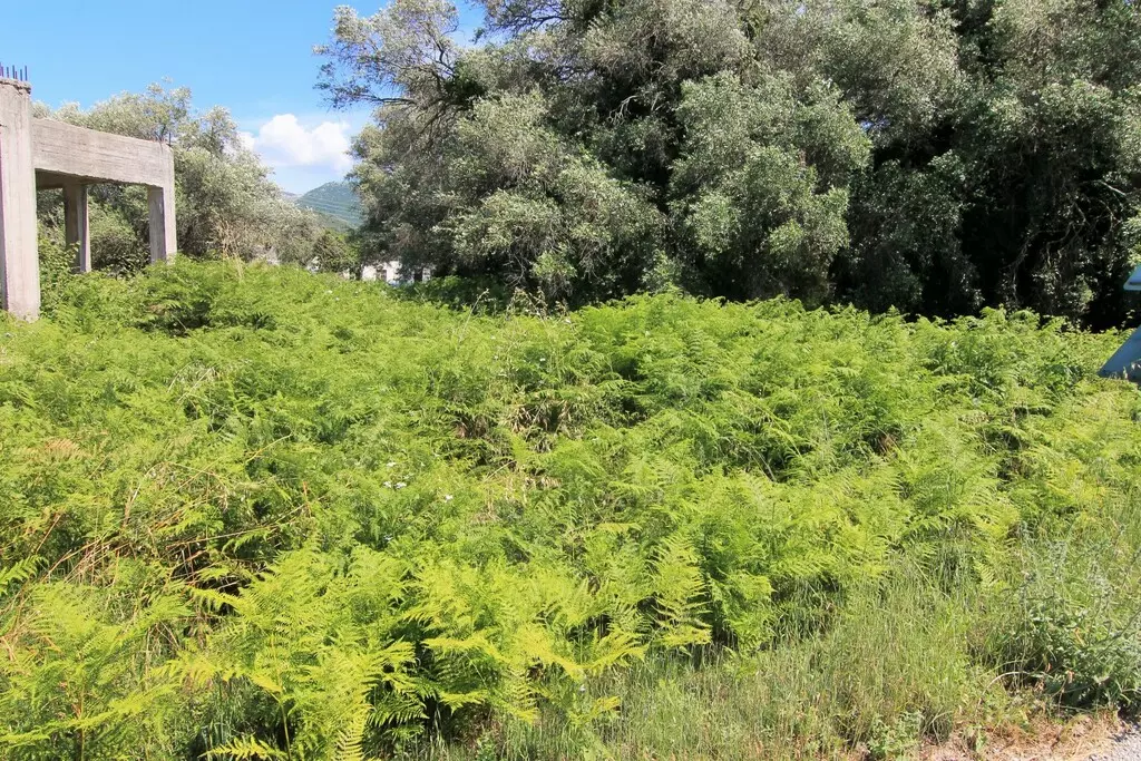 For Sale Land 2000 M² In Corfu