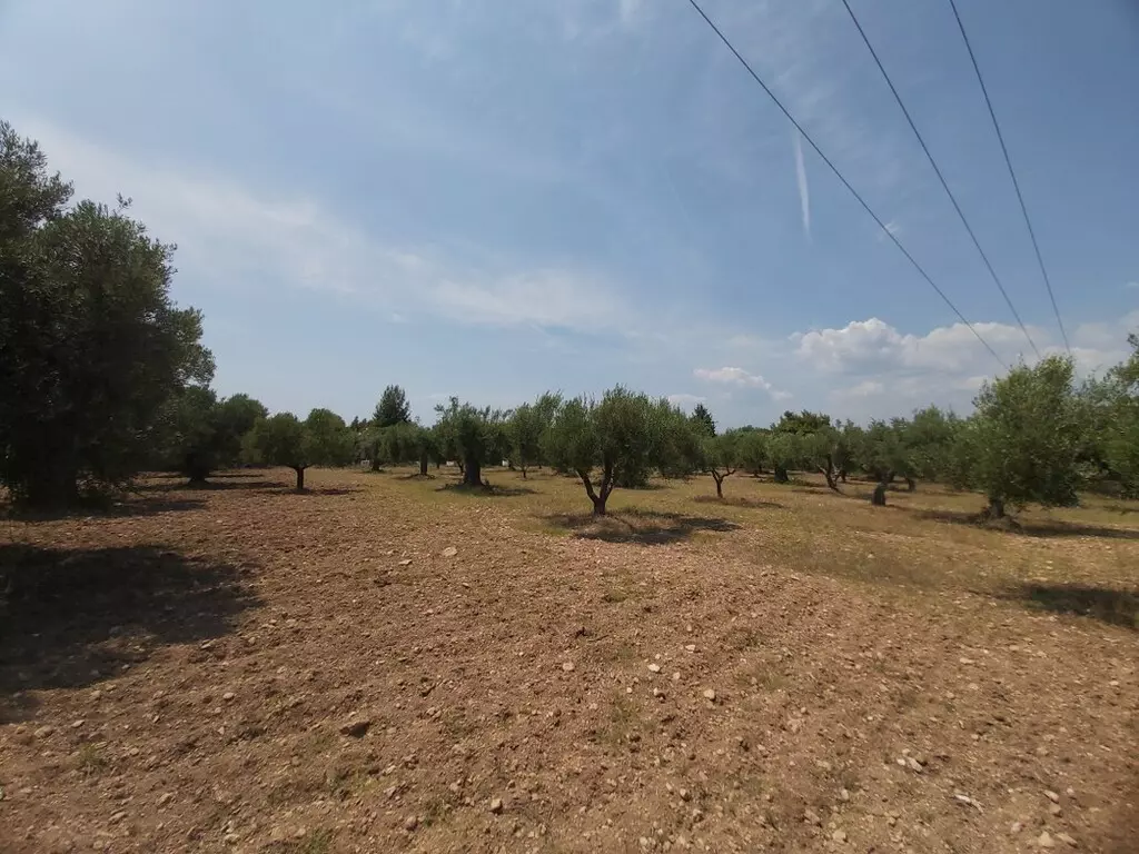 For Sale Land 8000 M² In Sithonia, Chalkidiki