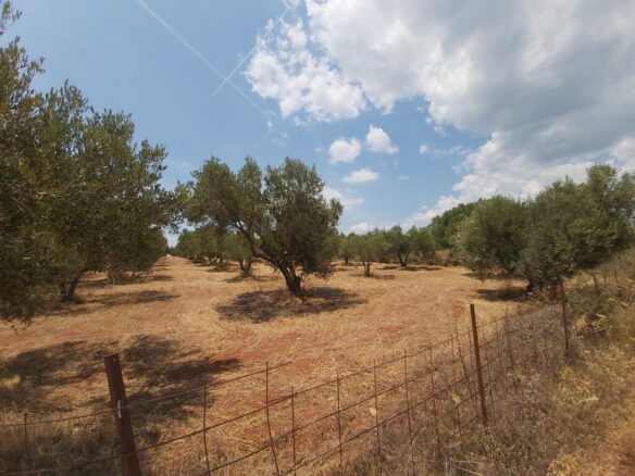 Land In Sithonia, Greece