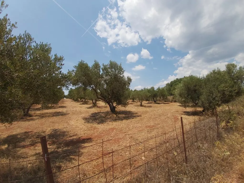 For Sale Land 8300 M² In Sithonia, Chalkidiki
