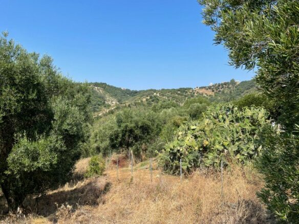 Land In Corfu, Greece