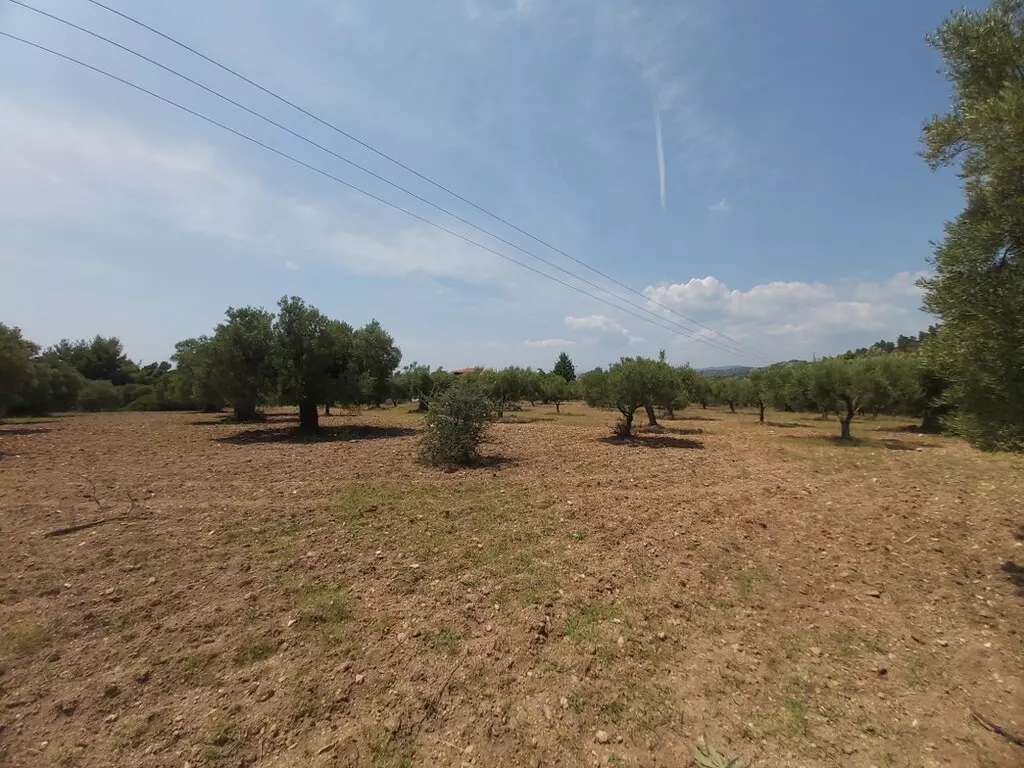 For Sale Land 8000 M² In Sithonia, Chalkidiki