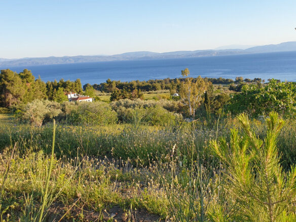 Land In Limni, Greece