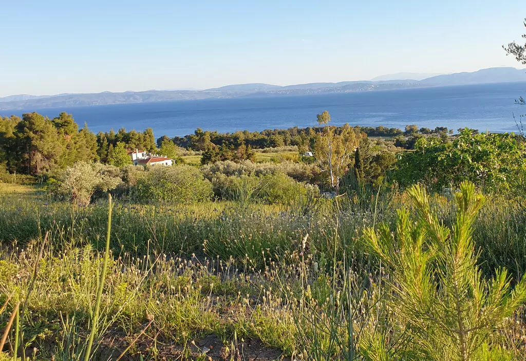 For Sale Land 29486 M² On The Euboea Island