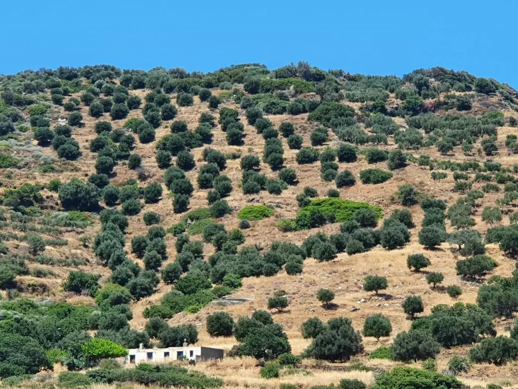 For Sale Land 21000 M² In Crete