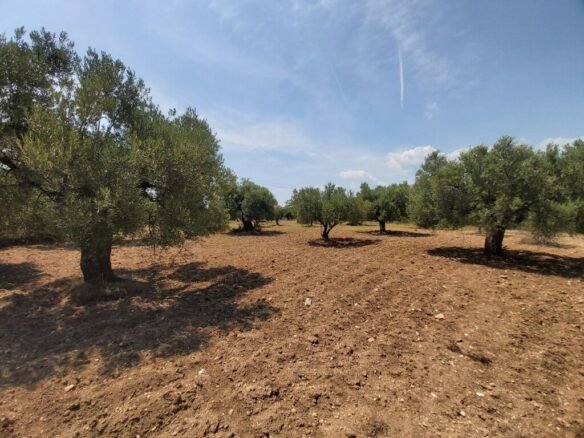 Land In Sithonia, Greece