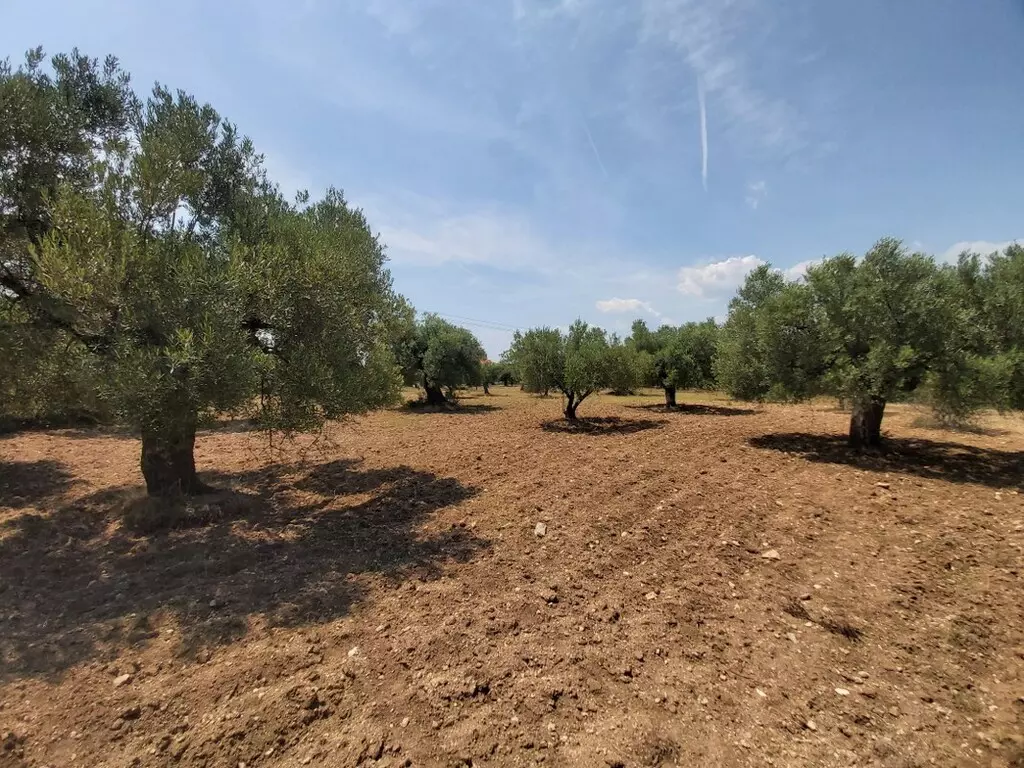 For Sale Land 8000 M² In Sithonia, Chalkidiki