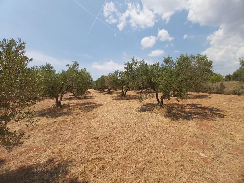 For Sale Land 8300 M² In Sithonia, Chalkidiki