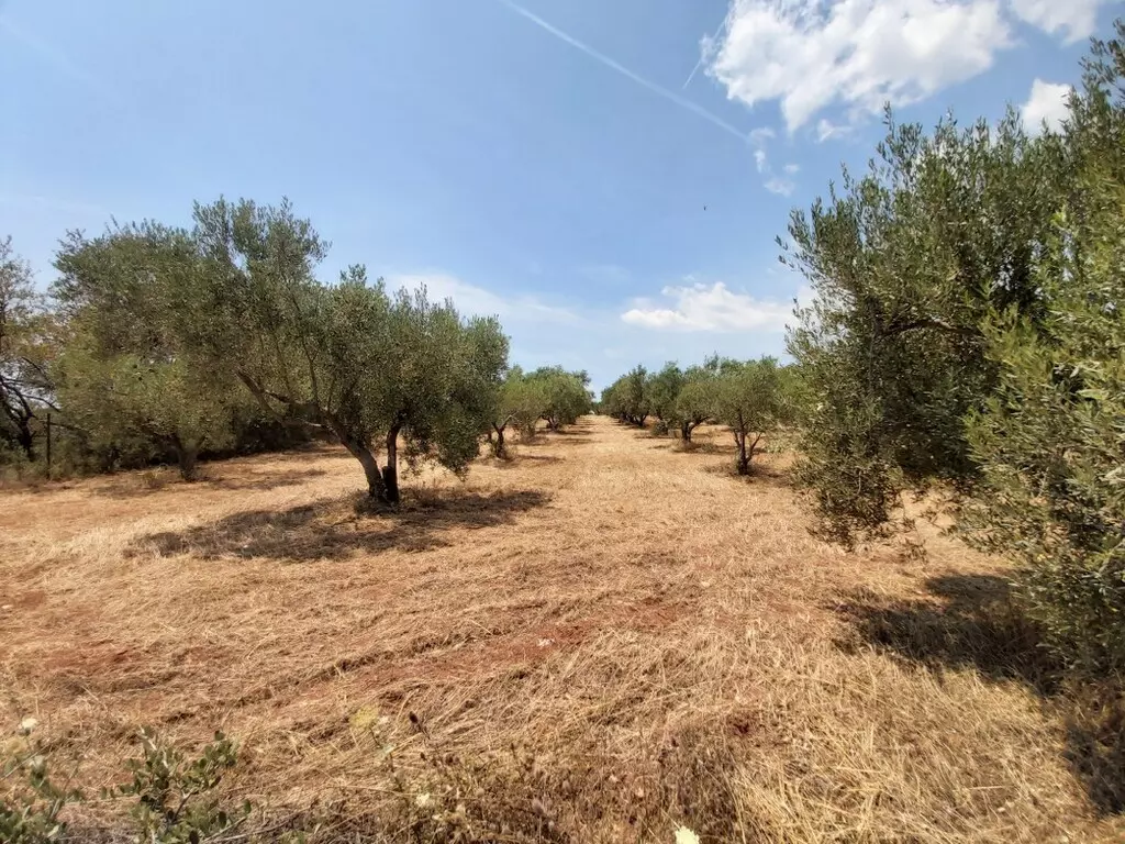 For Sale Land 8300 M² In Sithonia, Chalkidiki