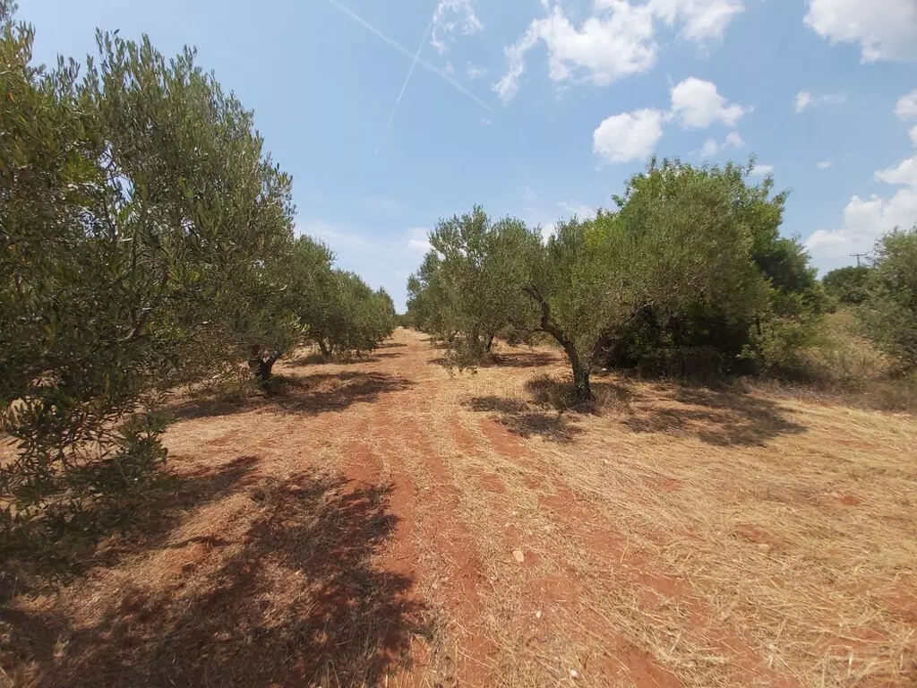 For Sale Land 8300 M² In Sithonia, Chalkidiki