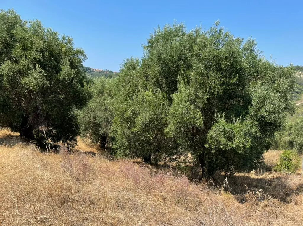 For Sale Land 5200 M² In Corfu