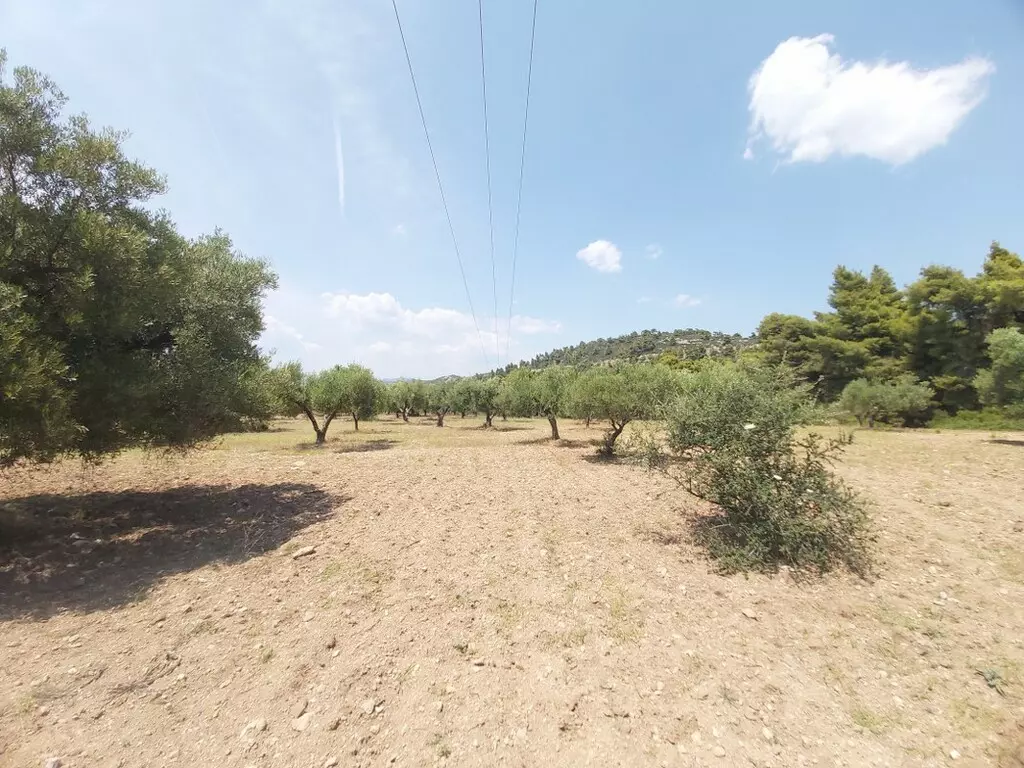 For Sale Land 8000 M² In Sithonia, Chalkidiki