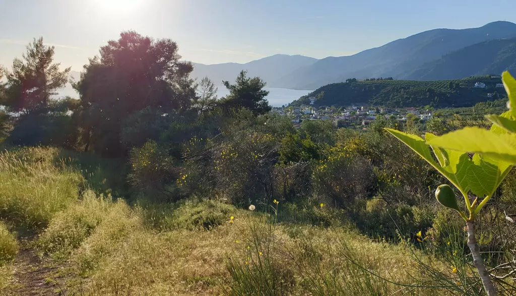 For Sale Land 29486 M² On The Euboea Island