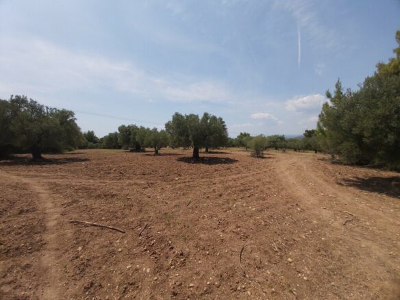 For Sale Land 8000 M² In Sithonia, Chalkidiki