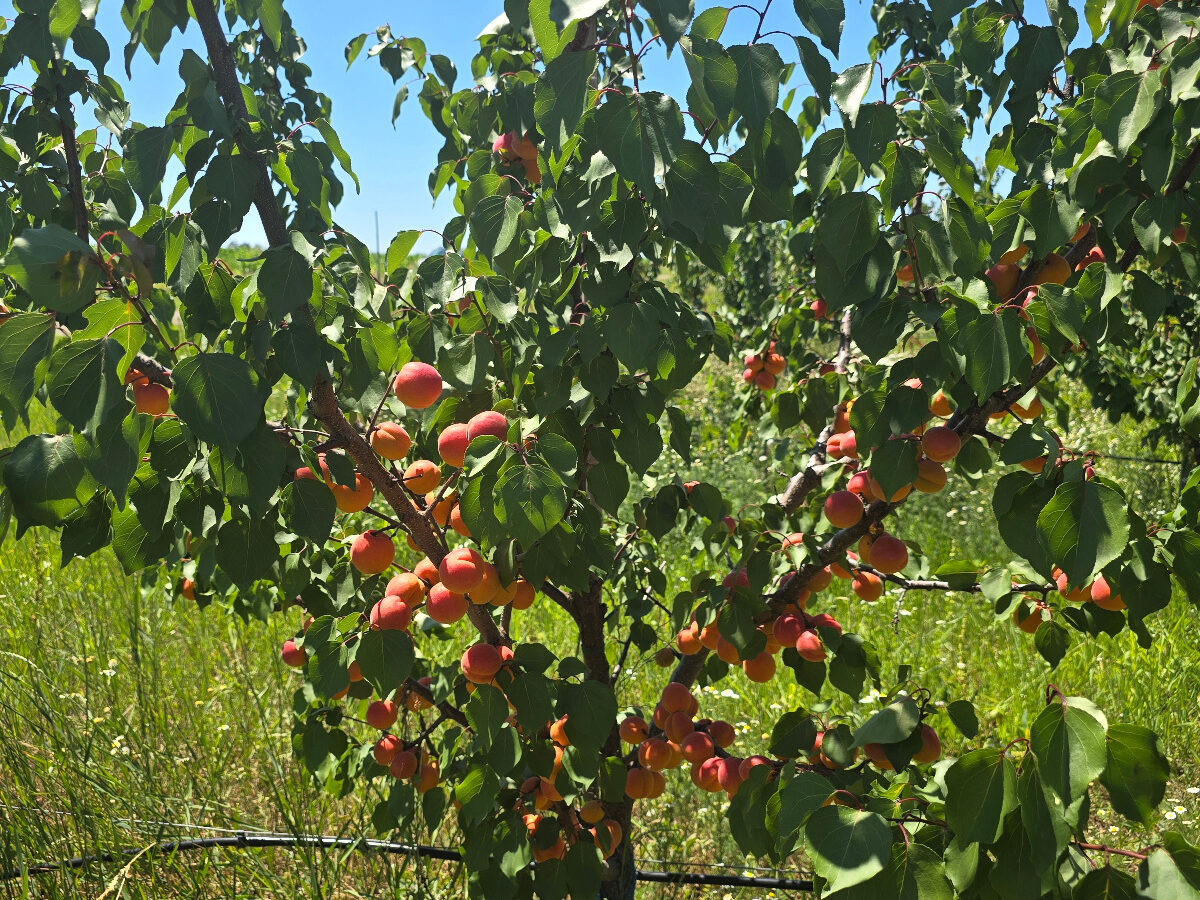 Farm Of 115 Hectares
