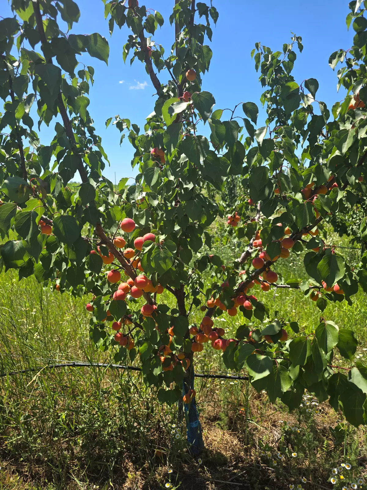 Farm Of 115 Hectares