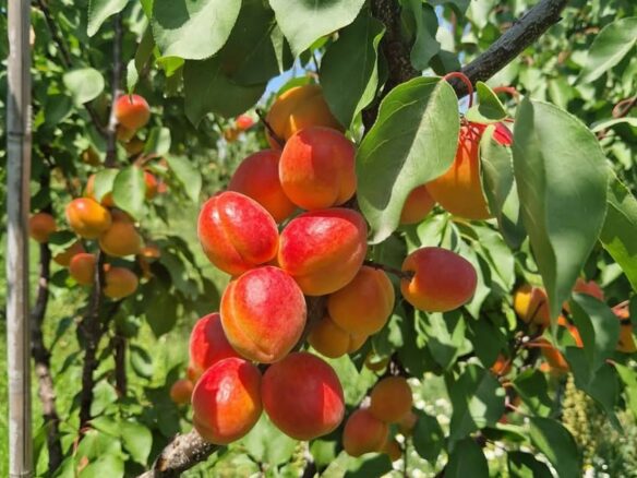 Farm Of 115 Hectares