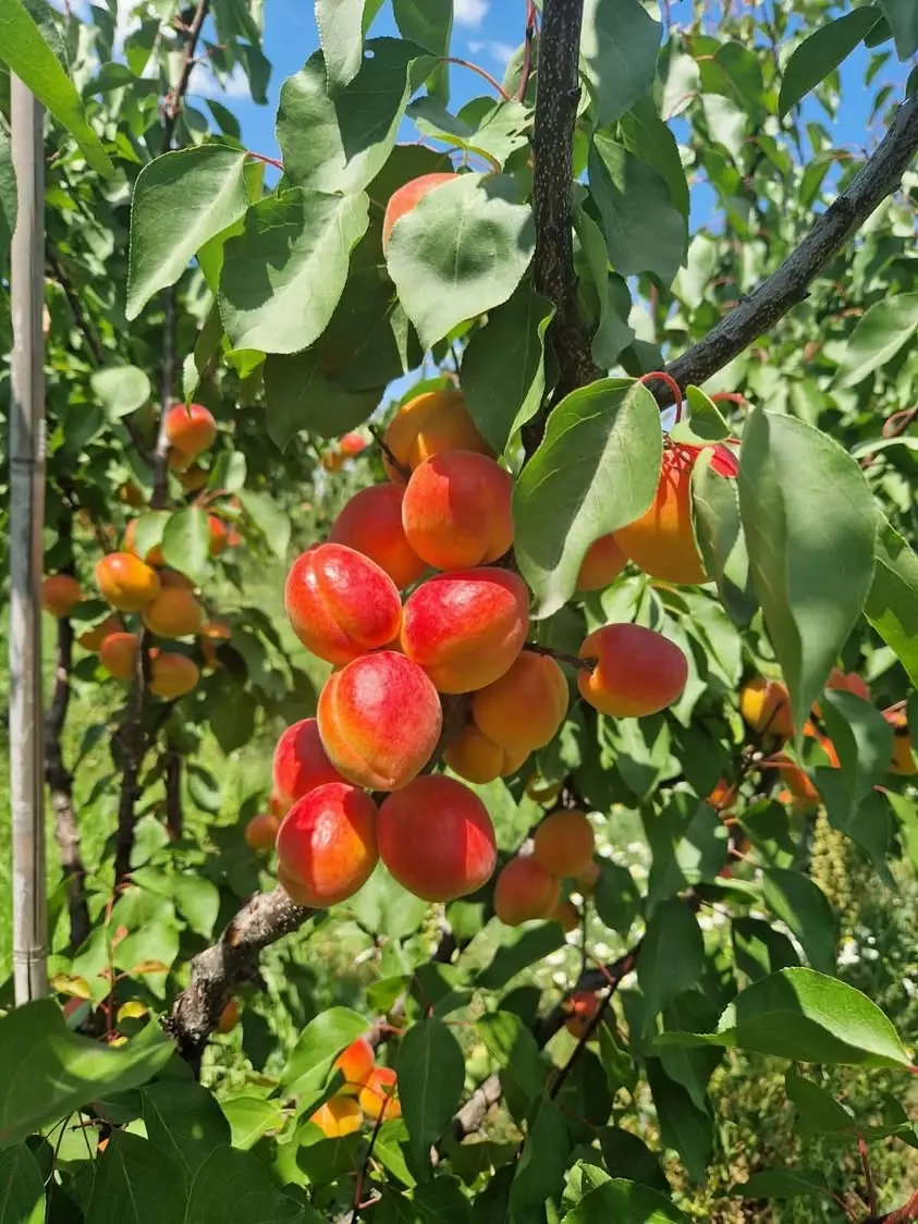 Farm Of 115 Hectares