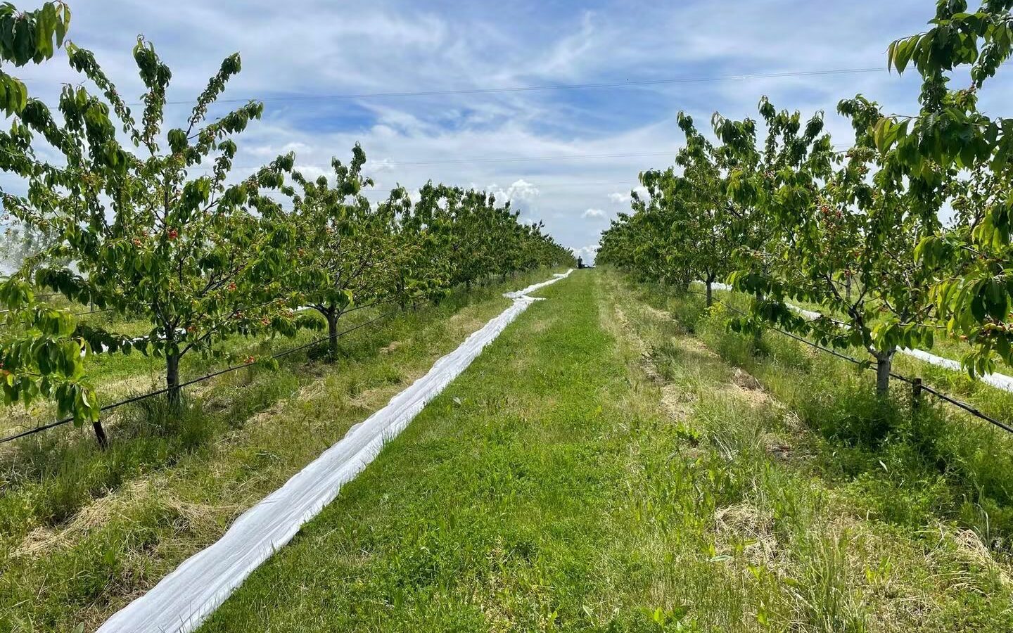 Farm Of 115 Hectares