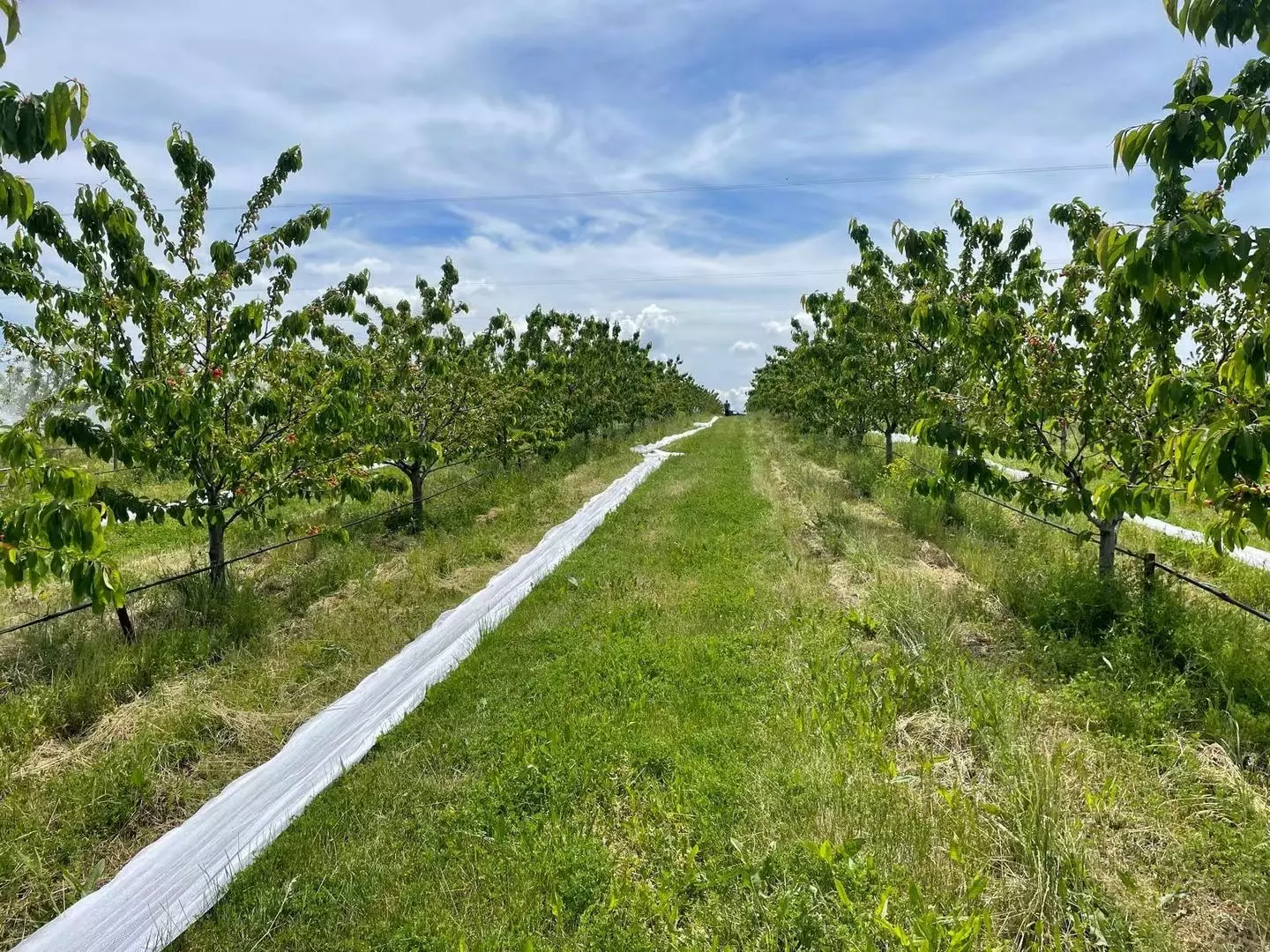 Farm Of 115 Hectares