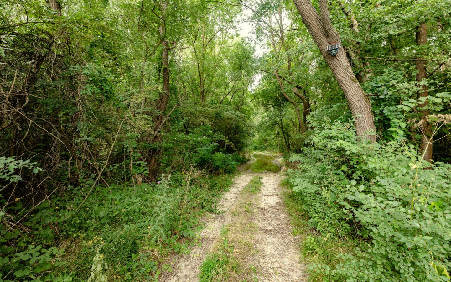 Plot Of 6000 M² With Building Permit For Three Single-family Houses In Kamchiya River, Varna Region