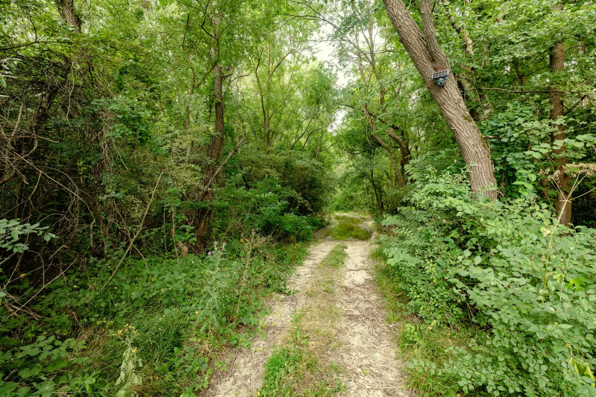 Plot Of 6000 M² With Building Permit For Three Single-family Houses In Kamchiya River, Varna Region