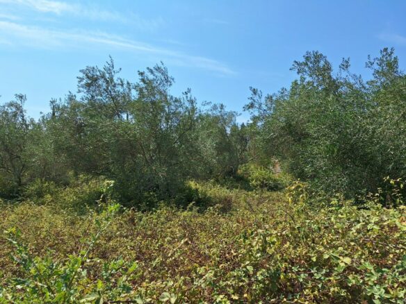 For Sale Land 4683 M² In Corfu