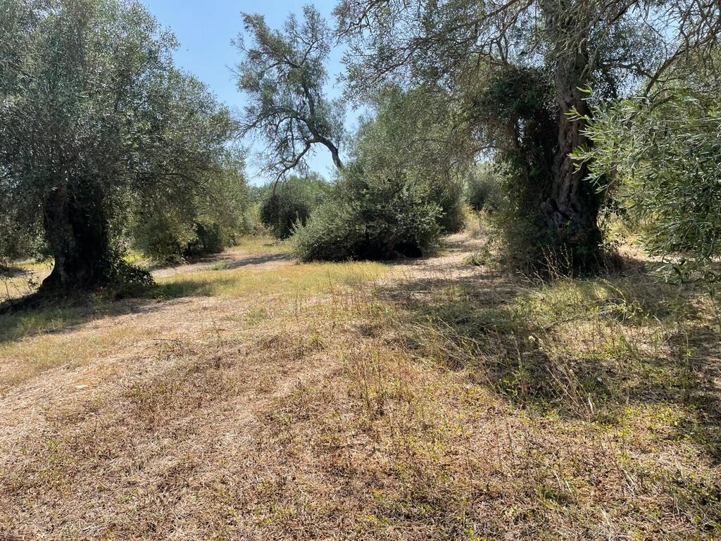 For Sale Land 4030 M² In Corfu