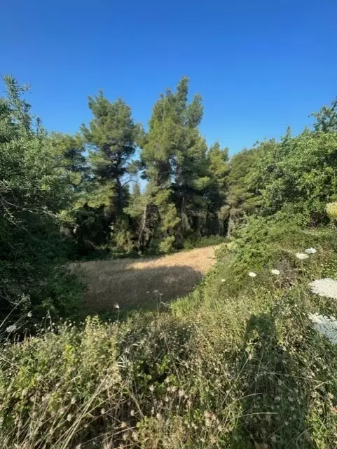 For Sale Land 13886 M² In Kassandra, Chalkidiki