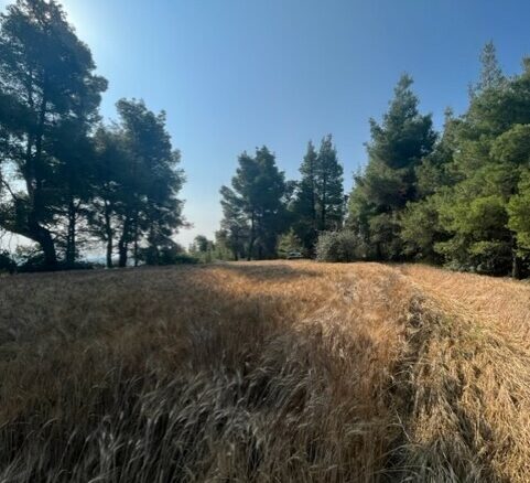 For Sale Land 13886 M² In Kassandra, Chalkidiki
