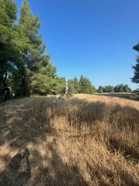 For Sale Land 13886 M² In Kassandra, Chalkidiki