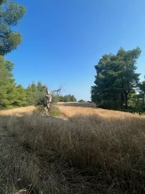 For Sale Land 13886 M² In Kassandra, Chalkidiki