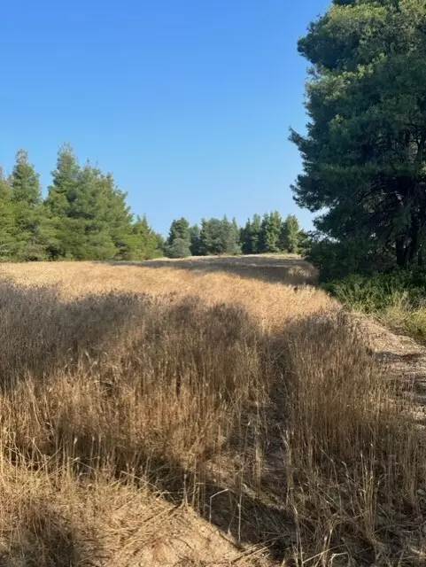 For Sale Land 13886 M² In Kassandra, Chalkidiki