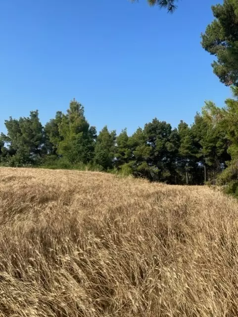 For Sale Land 13886 M² In Kassandra, Chalkidiki