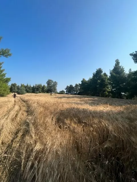 For Sale Land 13886 M² In Kassandra, Chalkidiki