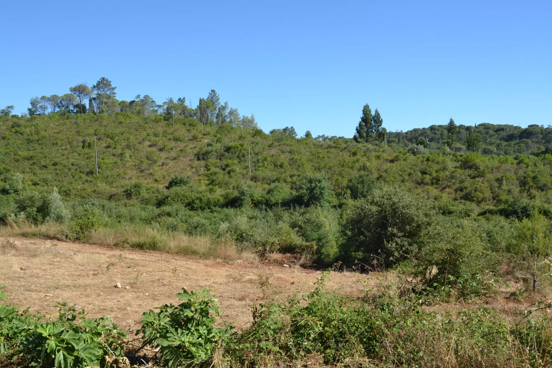 DSC_0176 House Of 5.2 Ha With Building Potential Near Coimbra, Portugal