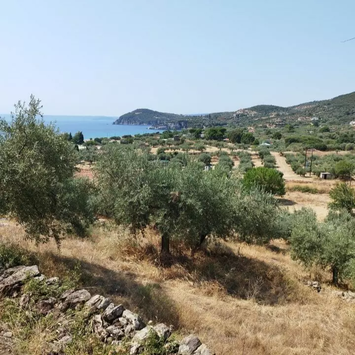 For Sale Land 4000 M² In Athos, Chalkidiki