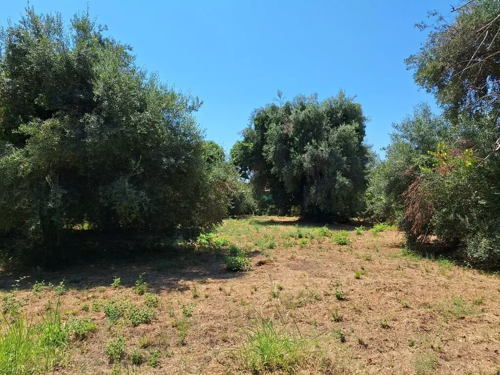 For Sale Land 4600 M² In Corfu