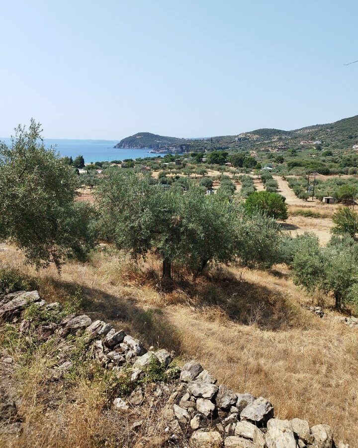 For Sale Land 4000 M² In Athos, Chalkidiki