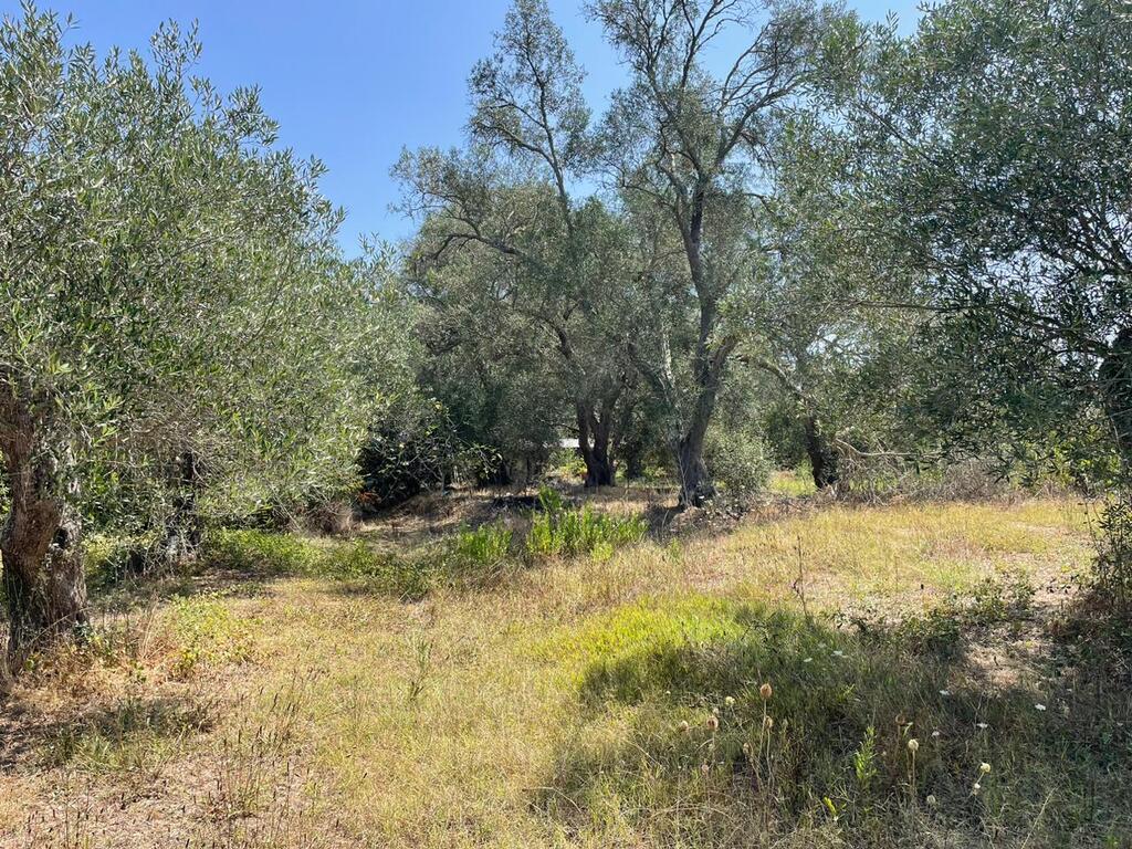 For Sale Land 4030 M² In Corfu